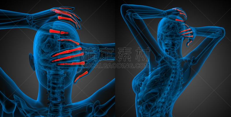 趾骨,三维图形,手,人,绘画插图,骨关节炎,肌腱,风湿病,骨质疏松症,人类骨架