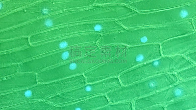 洋葱,叶表皮,花鳞茎,细胞核,细胞膜,水平画幅,无人,生物学,实验室,线粒体
