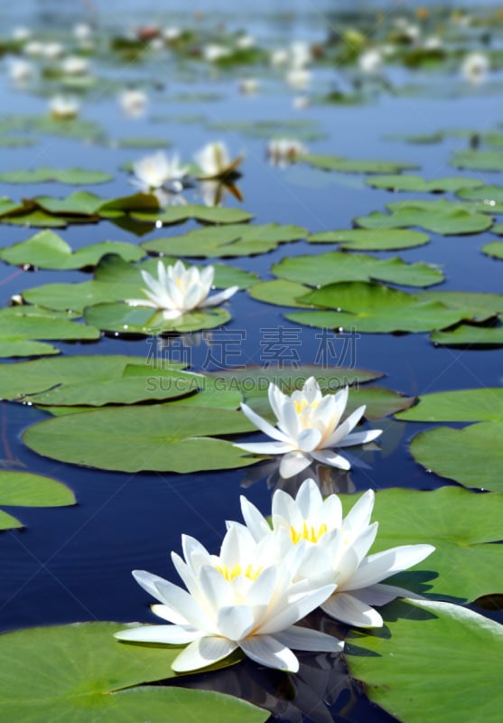 水,睡莲,夏天,湖,垂直画幅,荷花,无人,户外,明亮,白色