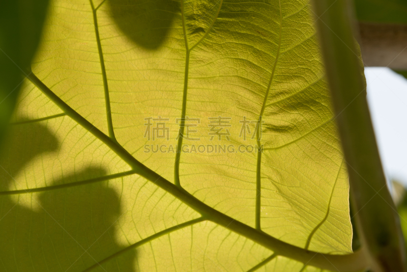 绿色,叶子,叶脉,细胞分裂,叶表皮,叶绿素,光合作用,静脉,枝繁叶茂,绘画插图