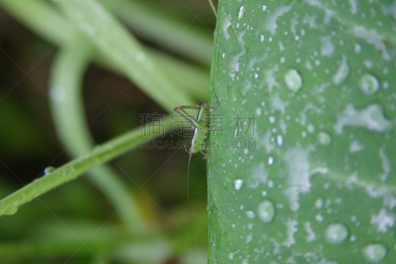 蚱蜢,早晨,绿色,露水,竹笋虫科,印地安娜,垂直画幅,枝繁叶茂,无人,热带雨林