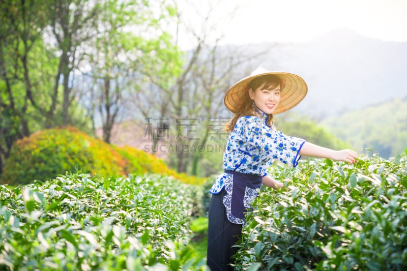 茶树,自然美,女孩,印度人,仅成年人,农作物,青年人,清新,种植园,菜园