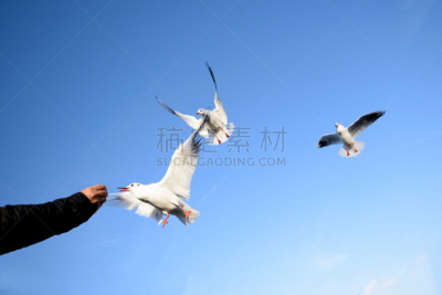 天空,休闲活动,水平画幅,鸟类,户外,白色,海滩,冬天,海鸥,深情的
