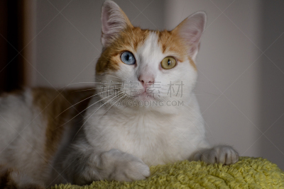 猫,动物眼睛,虹膜异色症,蓝色眼睛,水平画幅,可爱的,无人,猫科动物,西班牙,友谊