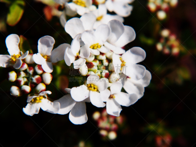 白烛葵,常绿白烛葵,自然,水平画幅,无人,特写,植物,黄色,常绿树,多年生植物