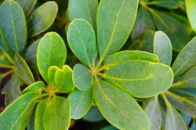 叶子,章鱼,皇后伞树,轻音乐,运动场,草原,水平画幅,草,室内植物,泰国