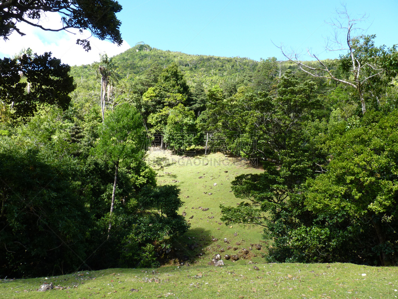 小方食蜂鸟,特拉华,毛里求斯,天空,水平画幅,无人,热带雨林,夏天,户外,田地