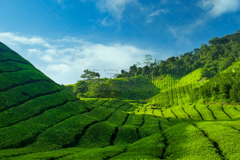 茶树,天空,美,气候,水平画幅,山,早晨,夏天,户外,马来西亚