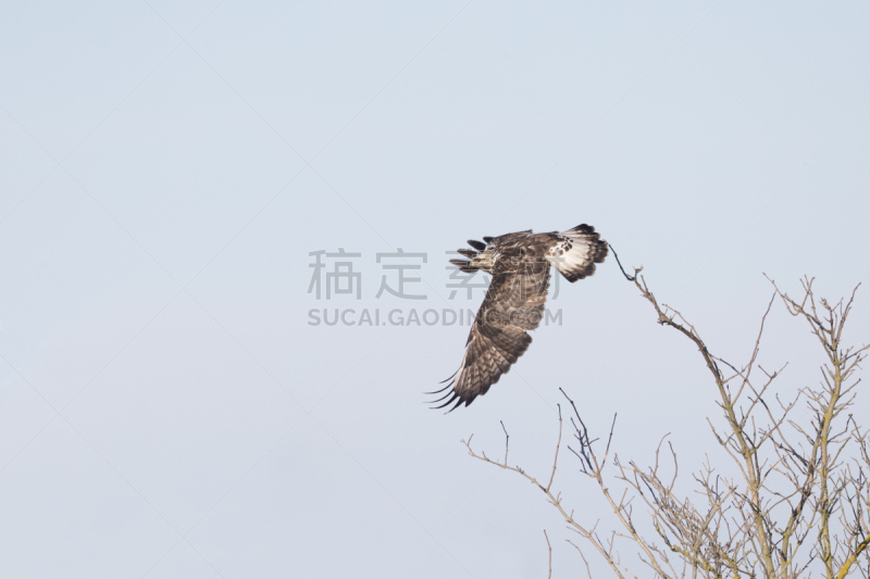 天空,腿上生羽毛的鹰,蓝色,美,食肉鸟,水平画幅,鸟类,半空中,户外,欧洲秃鹰
