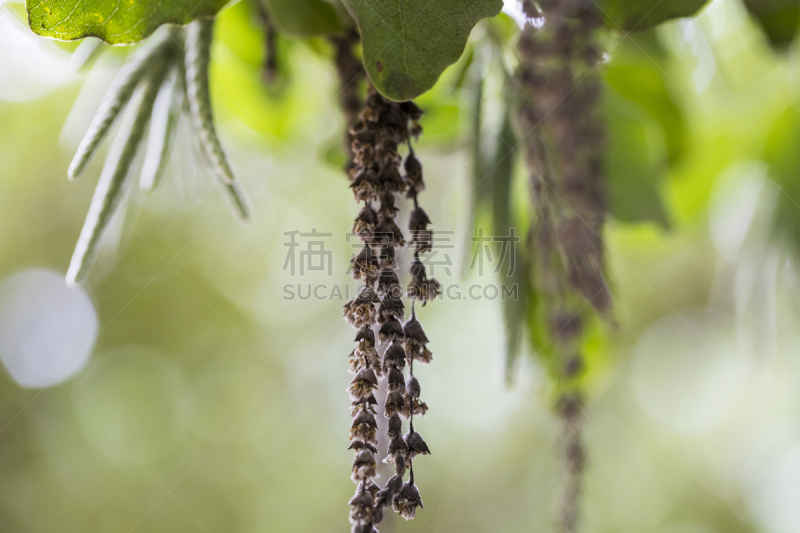 花蕾,叶子,绿色,柔和,舍布洛克街,农业,环境保护,维多利亚州,公园,春天