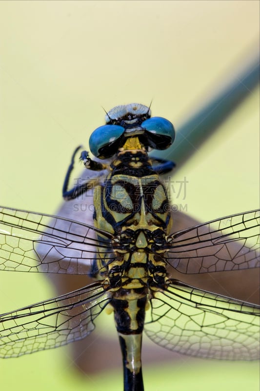 野外动物,背面视角,蜻蜓,黑色,黄色,长尾蜻蜓,southern hawker dragonfly,王蜻蜓,窄翅蜻蛉,撇水蜻蜓