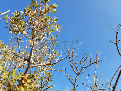 橡树,热,美国小镇,云,废城,环境保护,加利福尼亚,生物,沙漠,晒黑