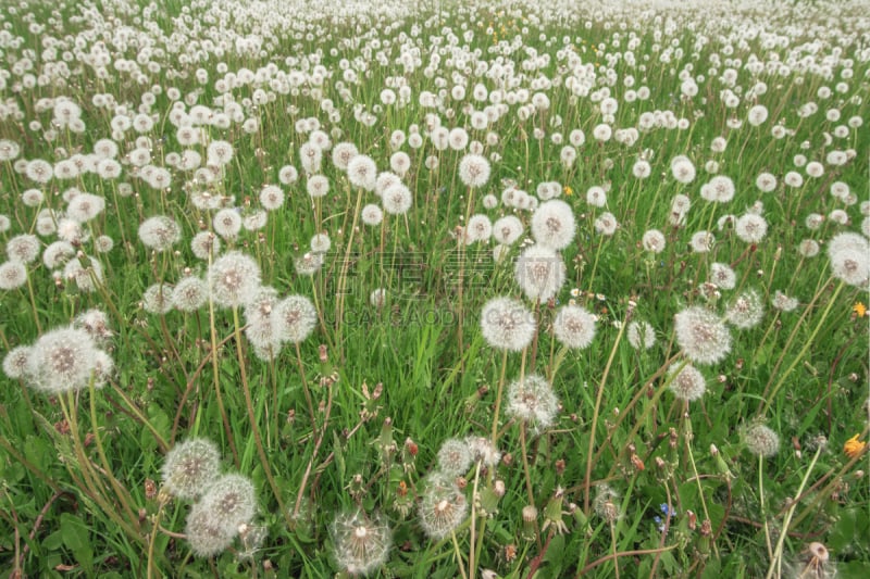 蒲公英,自然,水平画幅,绿色,蒲公英种子,夏天,野生植物,特写,脆弱,植物茎