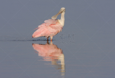 丁大令生动物保护区,美国,佛罗里达,玫瑰色琵鹭,水,天空,美,水平画幅,美人,鸟类