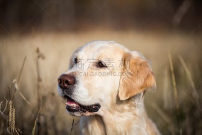 纯种犬,狗,秋天,裸麦,田地,注视镜头,茶色,金毛寻回犬,侧面像,坐