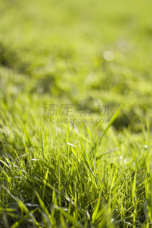 清新,绿色,生物钟,伊甸园,骑士精神,活力,人老心不老,平和,12点整,纯净