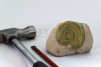 化石,留白,锤子,水平画幅,贝壳,无人,石材,考古学,白色,钉子