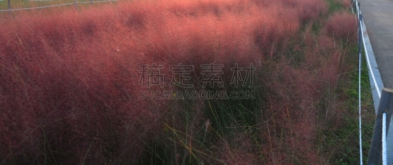 草,粉色,环境,公园,韩国,乱子草属,朝鲜半岛,植物,背景,户外