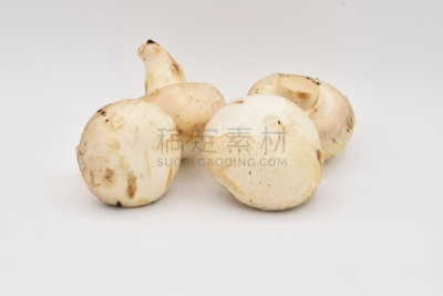 蘑菇,白色背景,美,水平画幅,香菇,夏天,户外,图像,活力,明亮