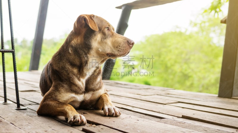 褐色,狗,等,阳台,工头,美,水平画幅,巨大的,泰国,猎犬