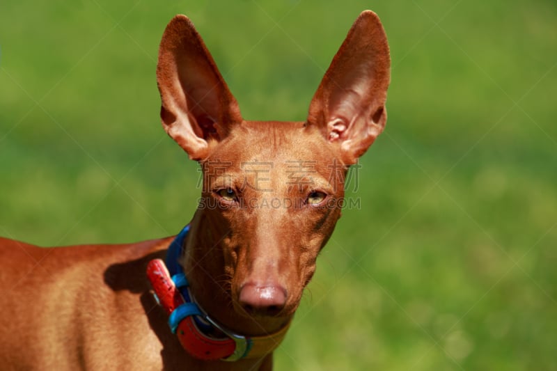 法老王猎犬,机敏,水平画幅,埃及,动物身体部位,夏天,户外,草,特写,猎犬