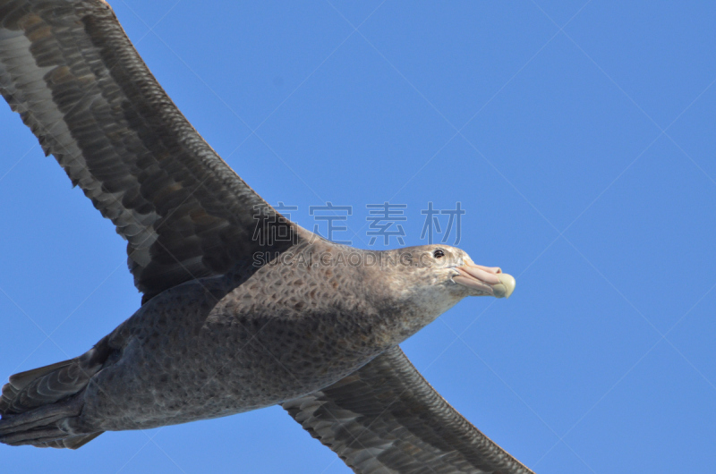 喙,大海燕,野生动物,水平画幅,开普合恩,南部大型海燕,海鸟,鸟类,摄影