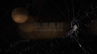蜘蛛,格里菲思公园,自然,水平画幅,蜘蛛网,夜晚,无人,散焦,摄影