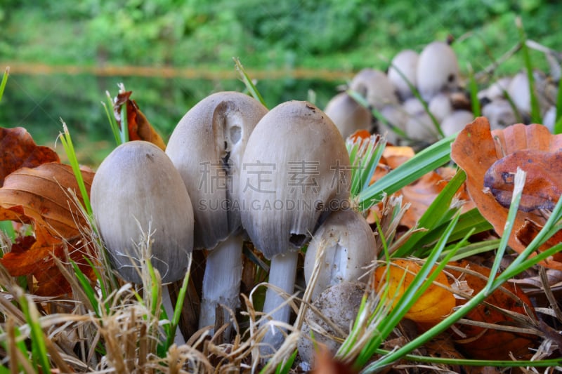 蘑菇,欧洲赤松,美,水平画幅,墨水,含酒精饮料,组物体,户外,光,草