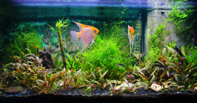 水族馆,鱼类,枝繁叶茂,正面视角,霓虹灯,黄色,北美红鸟,热带淡水鱼,植物群,脂鲤