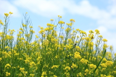仅一朵花,自然,天空,留白,水平画幅,绿色,无人,蓝色,户外,云景
