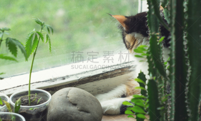 猫,窗台,仙人掌,水平画幅,技术,纺织品,无人,家庭生活,禁止的,石材