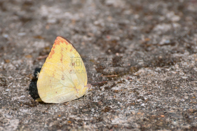 陆地,clouded yellow butterfly,黄色,岩石,自然,野生动物,水平画幅,蝴蝶,动物身体部位,翅膀
