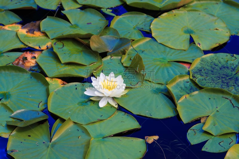 睡莲,湍急的,水,荷花,水平画幅,高视角,无人,异国情调,户外,湖