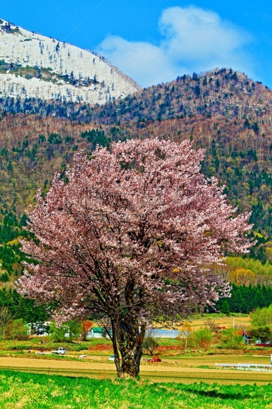 樱桃树,垂直画幅,春天,无人,日本,北海道,摄影