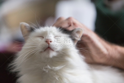 友谊,动物毛,偏好,猫,宠物,浴衣,选择对焦,水平画幅,长发,大特写