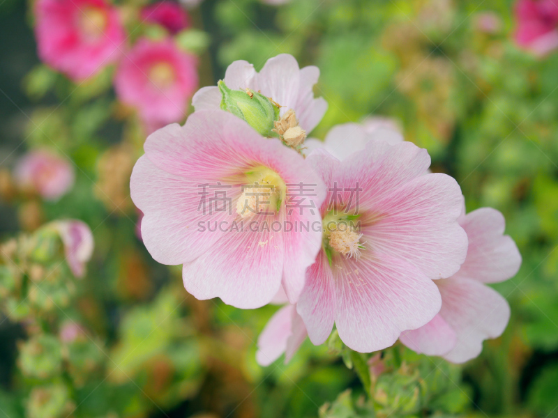 蜀葵,特写,一个物体,美,水平画幅,无人,夏天,户外,田地,植物