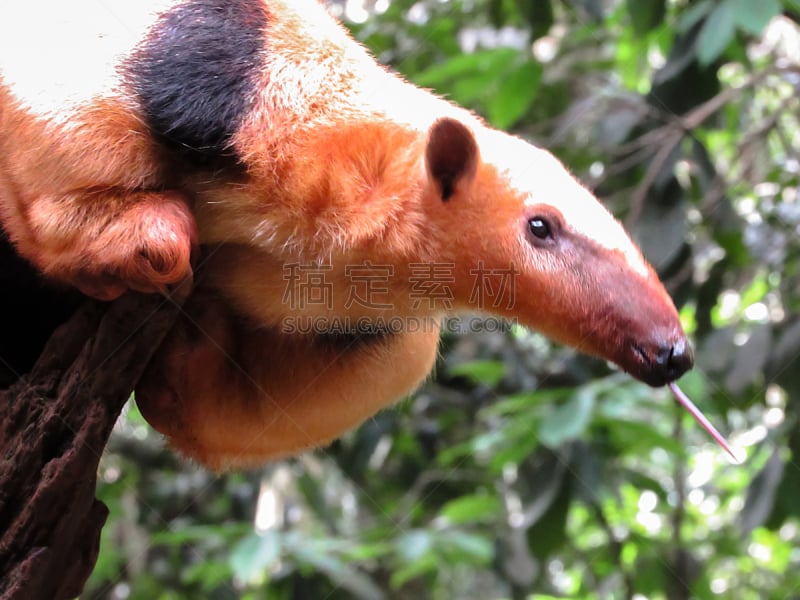 南,lesser anteater,接力赛,领食蚁兽,野生猫科动物,美,舌头,水平画幅,野外动物,户外