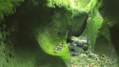 苔藓,支笏湖,风景,大门,美,水平画幅,枝繁叶茂,无人,夏天,户外