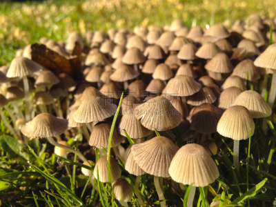 蘑菇,图像,毒蝇菇,伞形毒菌,自然,水平画幅,秋天,无人,有毒生物体,斑点