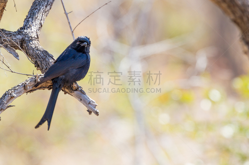 卷尾,花园耙,普马兰加省,野生动物,水平画幅,鸟类,非洲,一只动物,植物,冬天