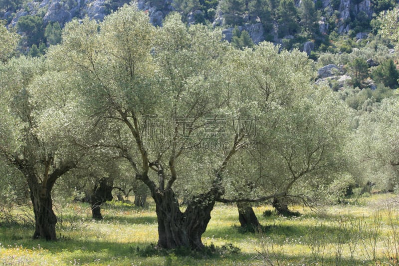 银色,油橄榄树,自然,草地,水平画幅,地形,无人,海港,sierra de tramuntana,纯净