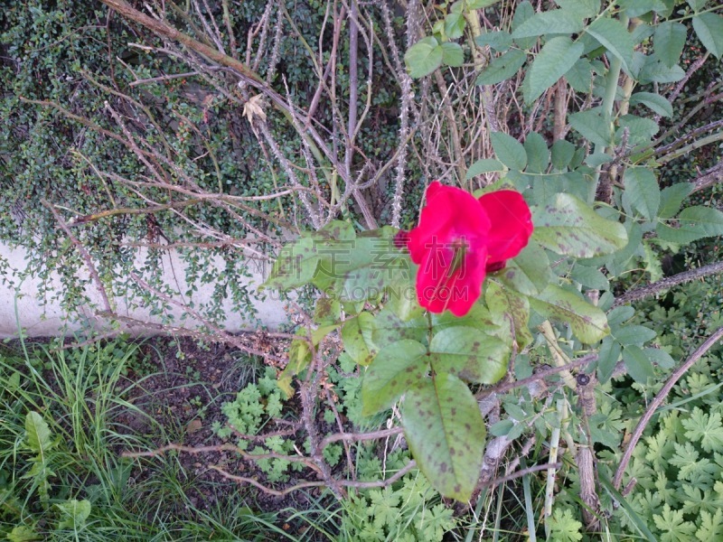 红色,鸭跖草,水平画幅,无人,叶子,花朵,花,摄影