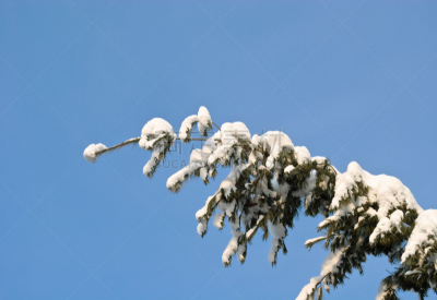 冬天,杉树,阿尔卑斯枞树,自然,天空,重的,寒冷,水平画幅,雪,无人