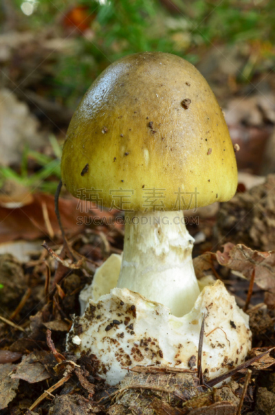 鬼笔鹅膏,自然,垂直画幅,秋天,无人,有毒生物体,欧洲,泥土,生物学,特写