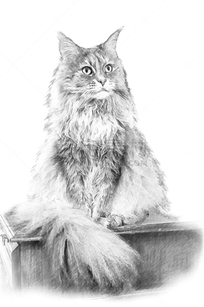 猫,草图,绘画插图,缅因库恩猫,发型,垂直画幅,头发,毛皮,家畜,白色背景