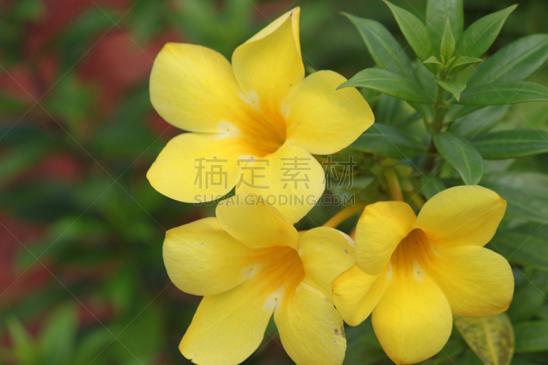 黄色,软枝黄蝉,植物,有蔓植物,水平画幅,热带气候,无人,灌木,佛罗里达