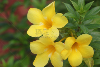 黄色,软枝黄蝉,植物,有蔓植物,水平画幅,热带气候,无人,灌木,佛罗里达