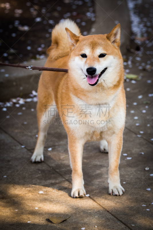 日本柴犬,日本人,海老寿司,日本秋田犬,垂直画幅,公园,褐色,户外,哺乳纲,友谊