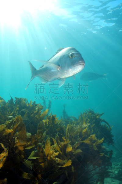 阳光光束,笛鲷,垂直画幅,水,褐色,银色,无人,海鲷,澳大拉西亚,水下