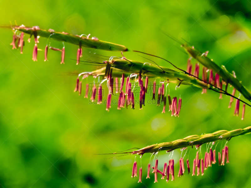 雀麦草,草,鸭跖草类植物,水平画幅,草类,无人,2015年,开花植物,单子叶植物,摄影